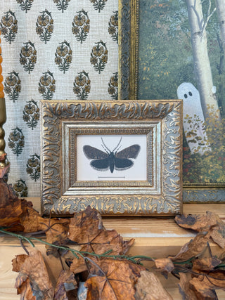 Dark Moth Framed Wall Art