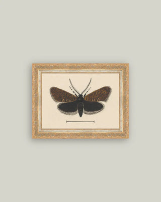 Dark Moth Framed Wall Art