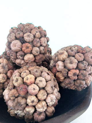 Dried Pod Orbs