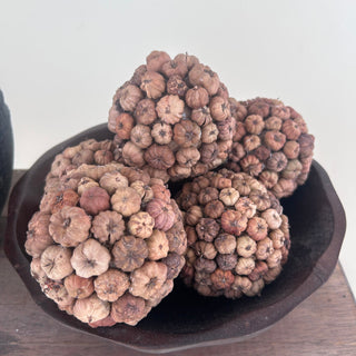 Dried Pod Orbs