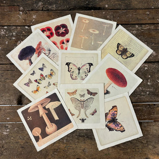Butterfly Cluster Print 8"x8"