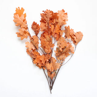 Preserved Oak Leaves (more colors)