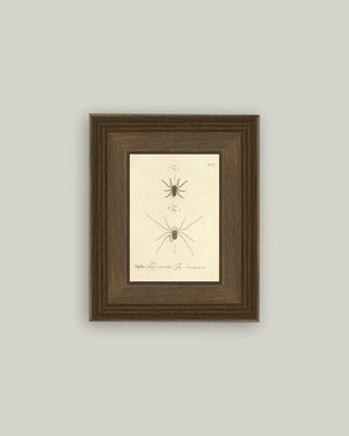 Spiders Framed Wall Art