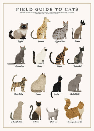 Cats Puzzle