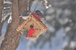 Wren Casita Bird Feeder