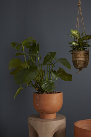FINAL SALE Venice Pot (Pick Up Only)