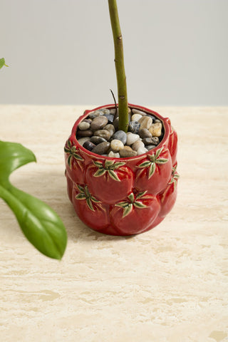 Tomato Pot
