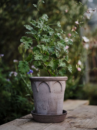 Elizabeth Bergs Plant Pot - Grey