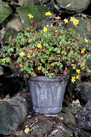 Københavner Bergs Plant Pot - Grey