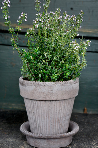 Simona Bergs Plant Pot - Grey