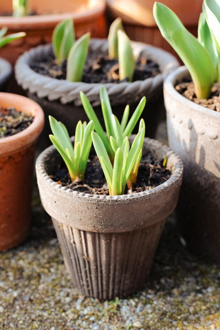 Simona Bergs Plant Pot - Grey