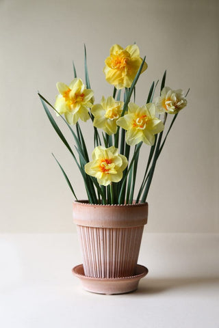 Simona Bergs Plant Pot - Rosa