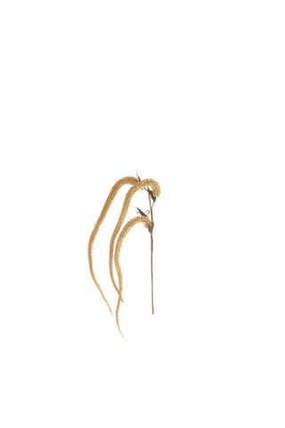 Faux Hanging Amaranthus Stem