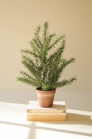 Faux Rosemary Potted Plant *online exclusive*
