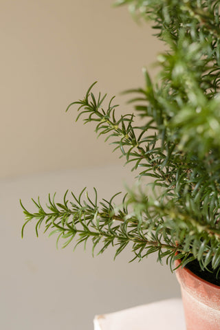 Faux Rosemary Potted Plant *online exclusive*
