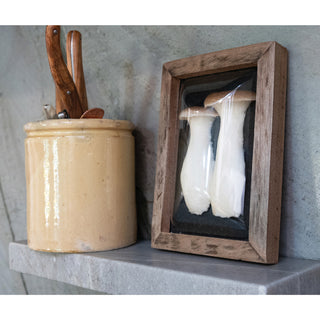 IMPERFECT FINAL SALE Enchanted Mushroom Shadow Box (more styles)