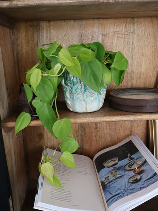 Cabbage Planter