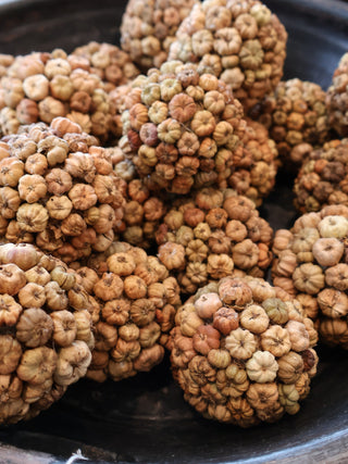 Dried Pod Orbs