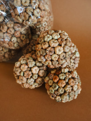 Dried Pod Orbs