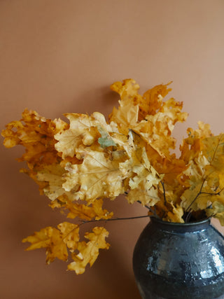 Preserved Oak Leaves (more colors)
