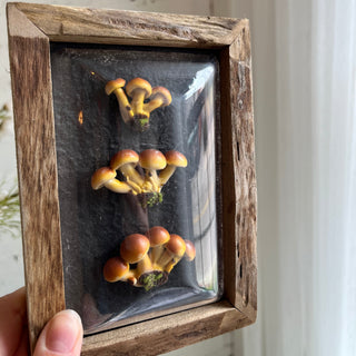 IMPERFECT FINAL SALE Enchanted Mushroom Shadow Box (more styles)