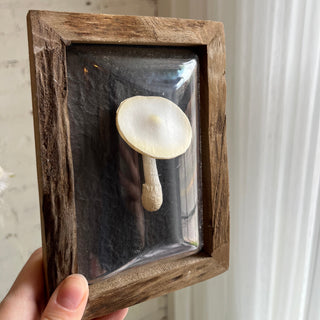 IMPERFECT FINAL SALE Enchanted Mushroom Shadow Box (more styles)
