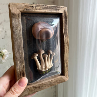 IMPERFECT FINAL SALE Enchanted Mushroom Shadow Box (more styles)
