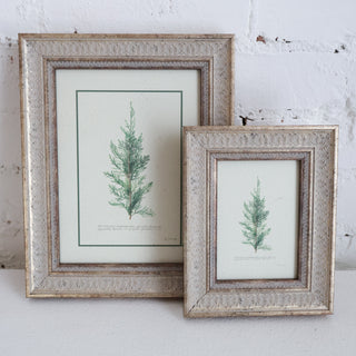 Juniperus Framed Wall Art