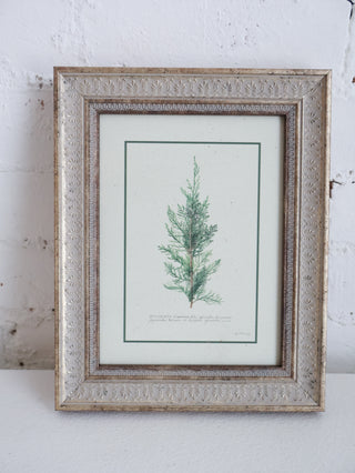 Juniperus Framed Wall Art