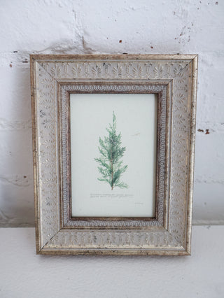 Juniperus Framed Wall Art
