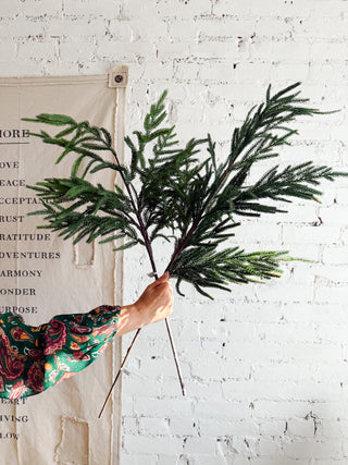 Norfolk Pine Spray