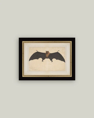 Bat Of The Old World Framed Wall Art