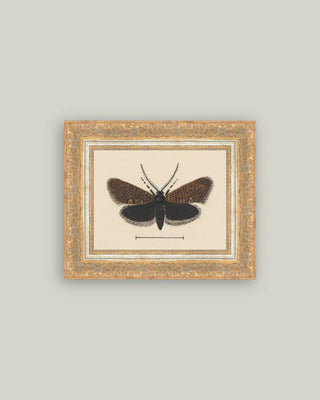 Dark Moth Framed Wall Art