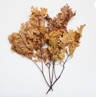 Preserved Oak Leaves (more colors)