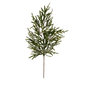 Norfolk Pine Spray