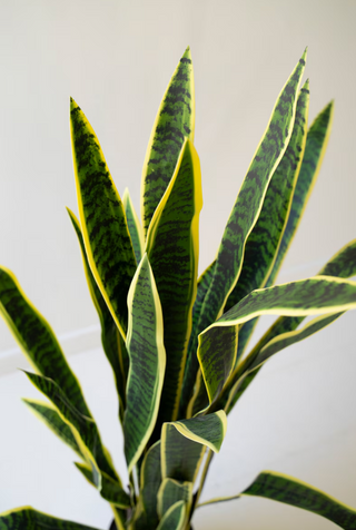 Faux Snake Plant *online exclusive*