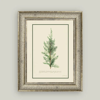 Juniperus Framed Wall Art