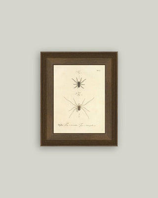 Spiders Framed Wall Art