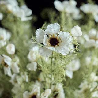 Faux Cosmos - Cream