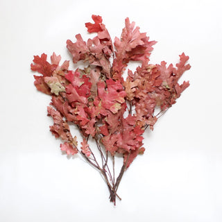 Preserved Oak Leaves (more colors)