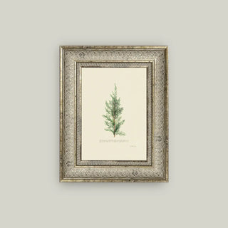 Juniperus Framed Wall Art