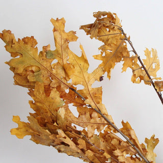 Preserved Oak Leaves (more colors)