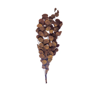 Dried Eucalyptus Bunch